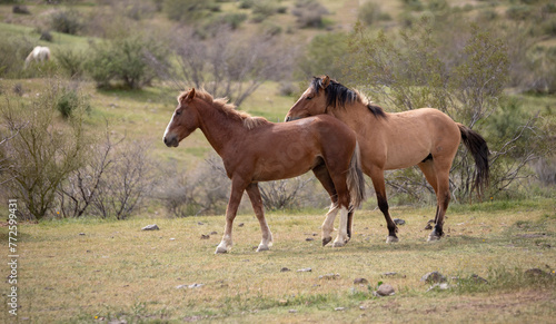 Wild horse stallions pushing while fighting in the Salt River wild horse management area near Mesa Arizona United States