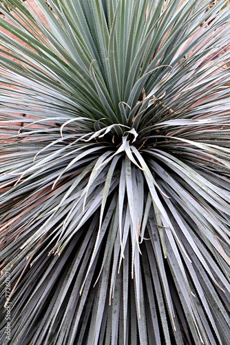 Spiky Desert Plant