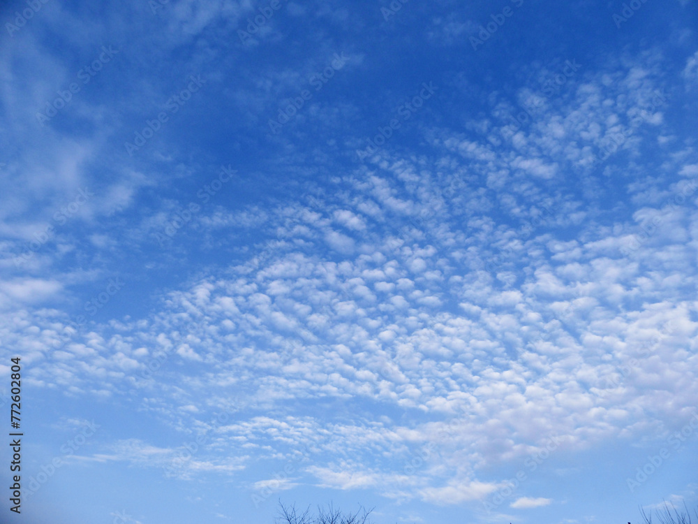 beautiful altocumulus mid-level clouds with blue sky - obrazy, fototapety, plakaty 