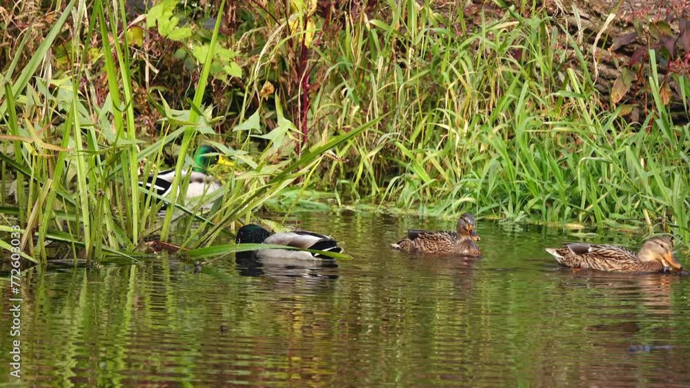 Mallard duck trying to eat a small fish. The other ducks want to take their prey. Mallard duck trying to eat a small fish. The other ducks want to take their prey.