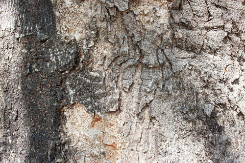 La corteza de un árbol Parrota, textura