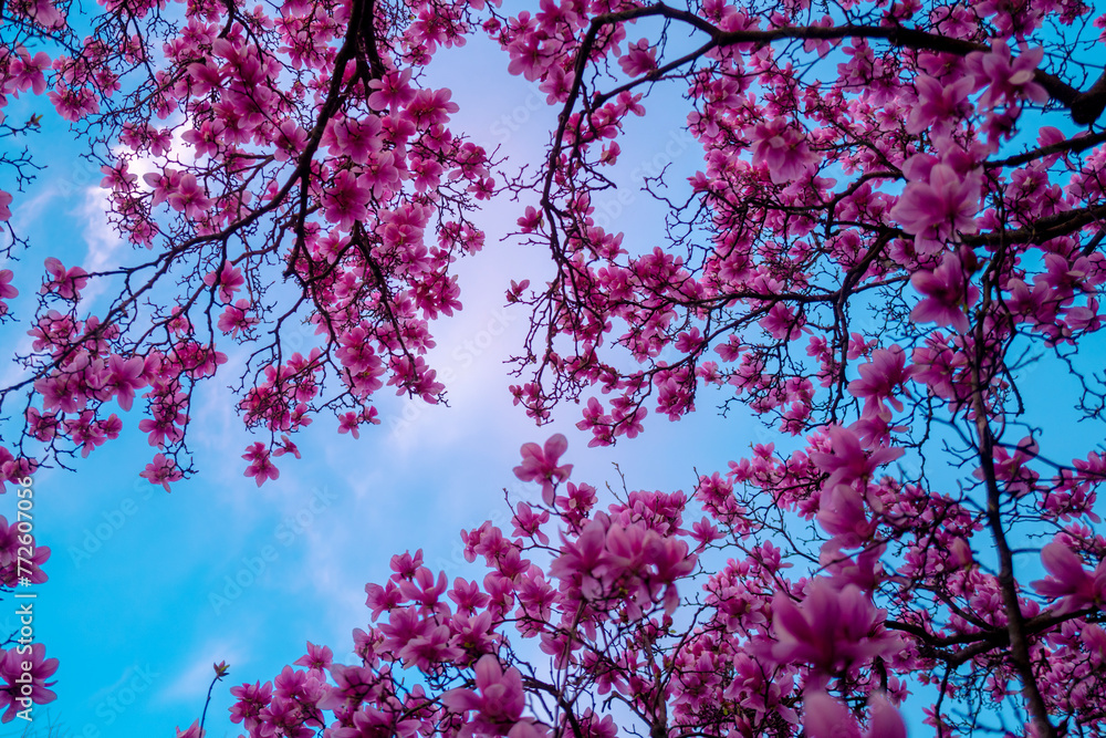 Magnolia flower. Pink magnolia flower against the sky background. Magnolia in spring garden. Magnolia flower. Pink magnolia flower against the sky background. Magnolia in spring garden.