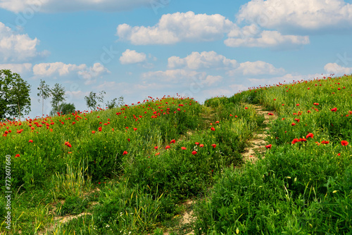 Red poppies and blue cornflowers. Blooming Pentecost field	