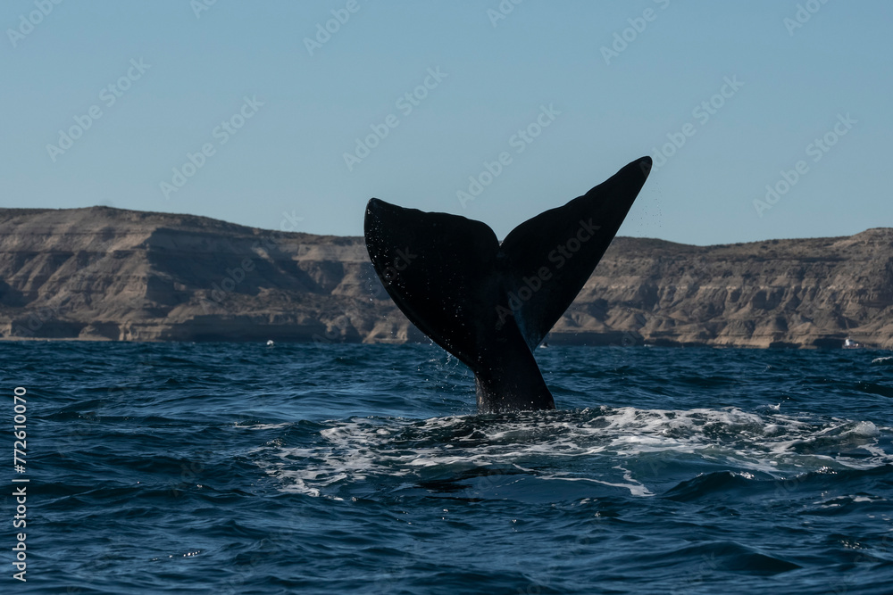 Fototapeta premium Sohutern right whale tail,Peninsula Valdes, Chubut, Patagonia,Argentina