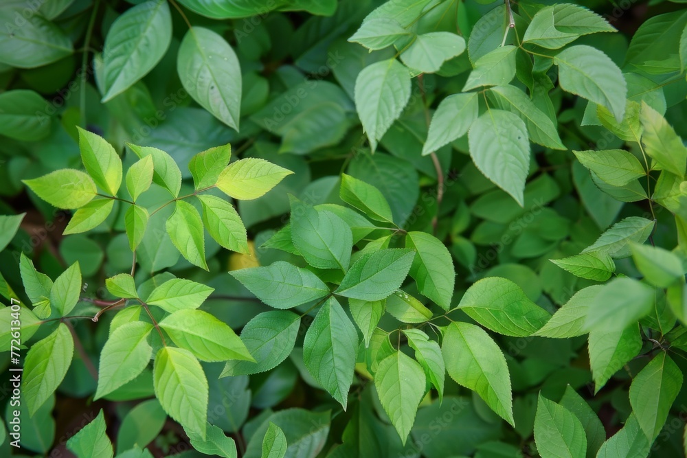 Close Up of Green Leaves Close Up of Green Leaves