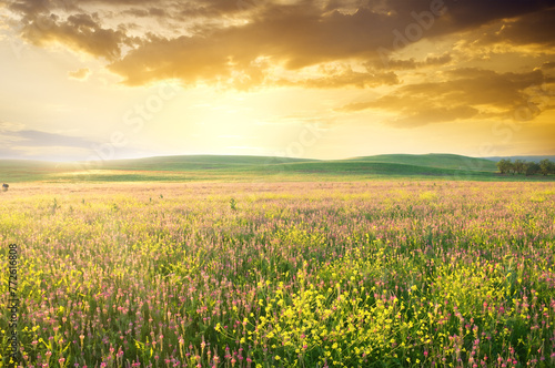 Spring meadow of violet flower.