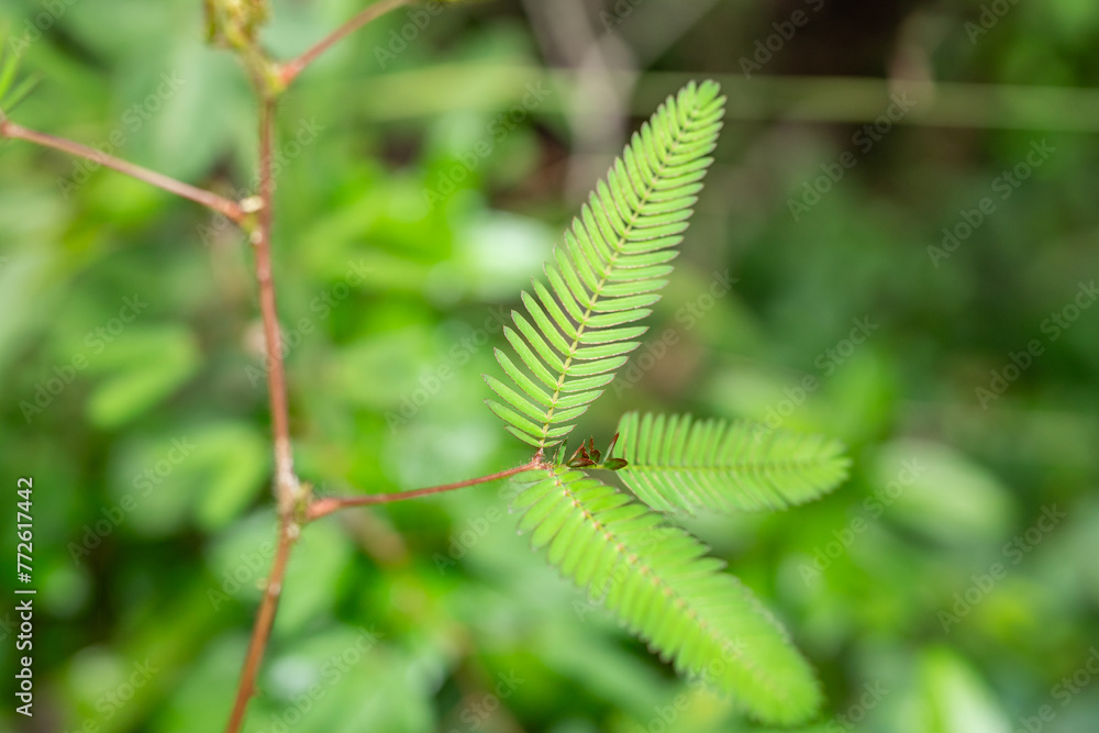 Mimosa pudica, also called sensitive plant, sleepy plant, action plant, touch-me-not, or shameplant) .Pu'u Ma'eli'eli Trail, Honolulu Oahu Hawaii.