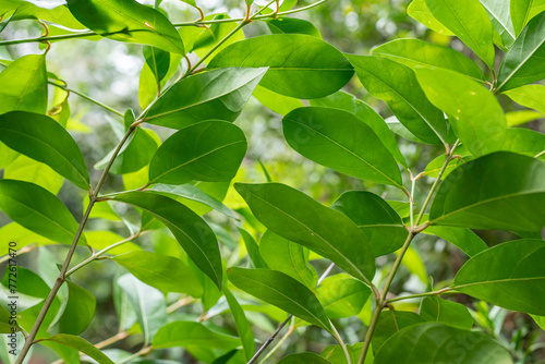 Citharexylum caudatum. Pu'u Ma'eli'eli Trail, Honolulu Oahu Hawaii. Citharexylum is a genus of flowering plants in the verbena family, Verbenaceae. fiddlewoods or zitherwoods.

 photo