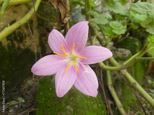 pink zephyranthes rain lily HD closeup stock photo