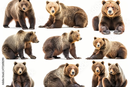 Panoramic banner of brown bears in various poses isolated on white, wildlife photography © Lucija