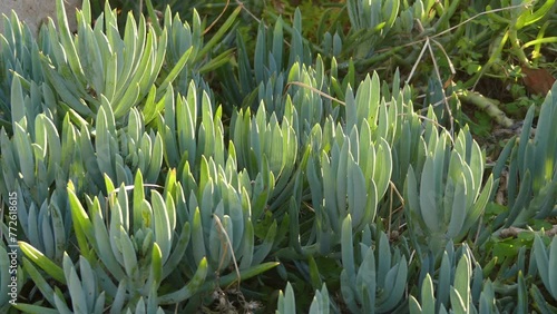 Senecio serpens or blue chalksticks is a species of the genus Senecio and dwarf shrub from the family Asteraceae that is indigenous to southern Africa. It needs little water. photo