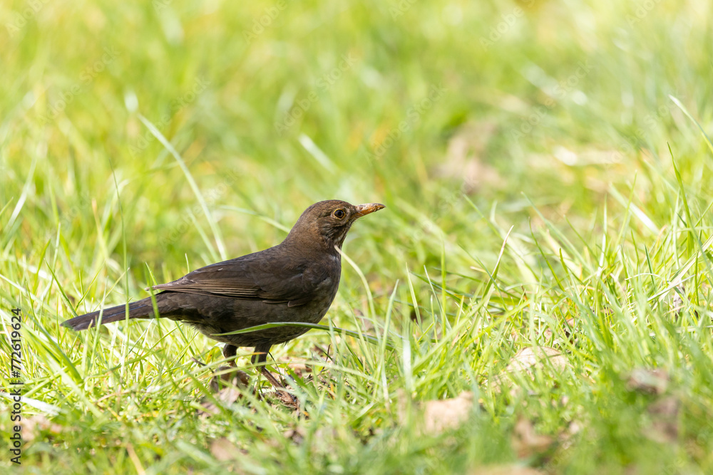 Obraz premium Blackbird (Turdus merula) searching for food in the grass