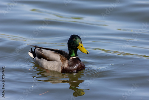 Male mallard duck (Anas platyrhynchos) swimming