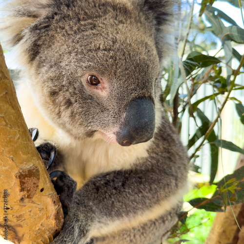 Fototapeta Naklejka Na Ścianę i Meble -  A Koala bear native to Australia sits in a gum tree