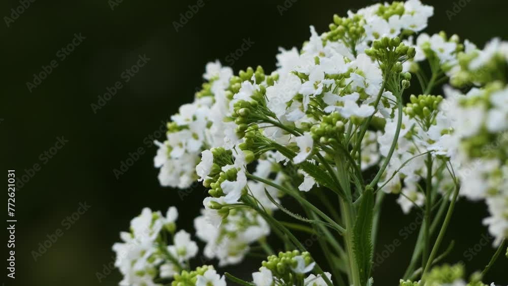 Horseradish (Armoracia rusticana, syn. Cochlearia armoracia) is perennial plant of family Brassicaceae (which also includes mustard, wasabi, broccoli, cabbage, and radish). Horseradish (Armoracia rusticana, syn. Cochlearia armoracia) is perennial plant of family Brassicaceae (which also includes mustard, wasabi, broccoli, cabbage, and radish).