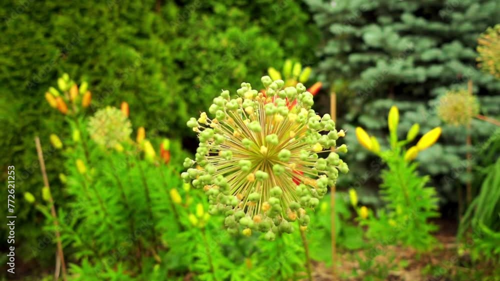 Allium stipitatum, Persian shallot Allium stipitatum, Persian shallot