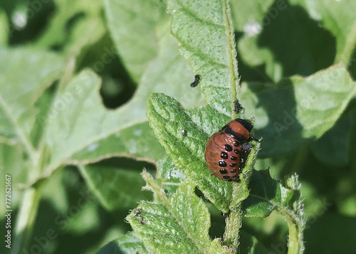 Colorado Potato Beetle larvae on a potato leaf photo