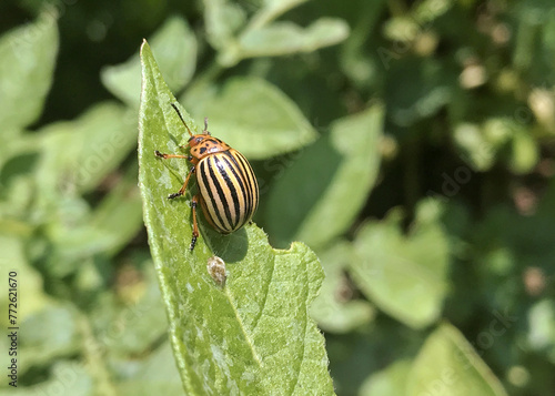 Adult Colorado Potato Beetle on a half eaten potato leaf