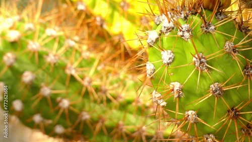 Echinopsis candicans is species of cactus photo