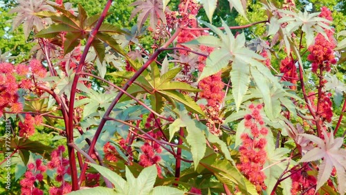 Ricinus communis, castor bean or castor oil plant, is species of perennial flowering plant in spurge family, Euphorbiaceae. It is sole species in monotypic genus, Ricinus, and subtribe, Ricininae.