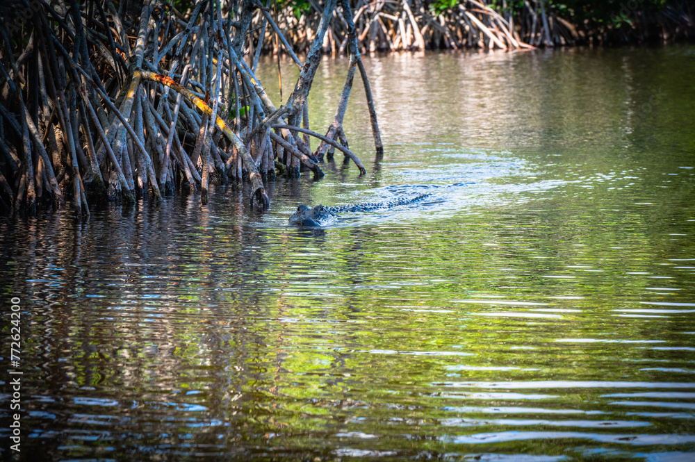 Everglades alligator Everglades alligator