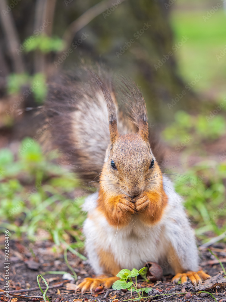 Squirrel eats a nut while sitting in green grass. Eurasian red squirrel, Sciurus vulgaris Squirrel eats a nut while sitting in green grass. Eurasian red squirrel, Sciurus vulgaris