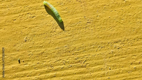 Green Caterpillar of butterfly Noctuidae. Noctuidae, owlet moths, cutworms or armyworms, is most controversial family in superfamily Noctuoidea. photo