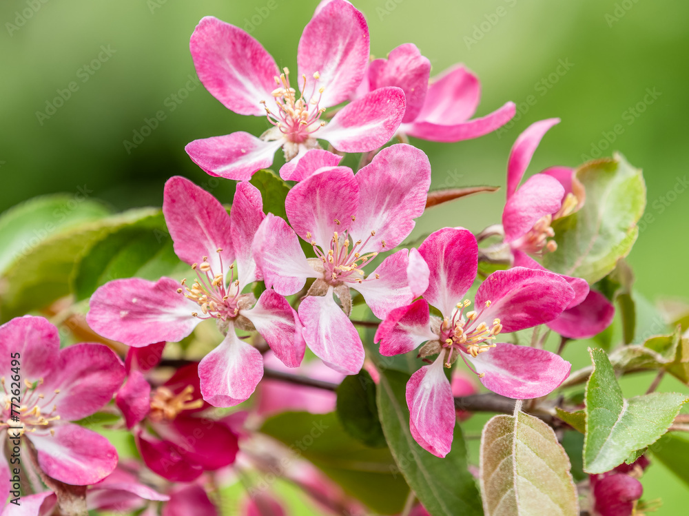 Obraz premium Fresh pink flowers of a blossoming apple tree with blured background