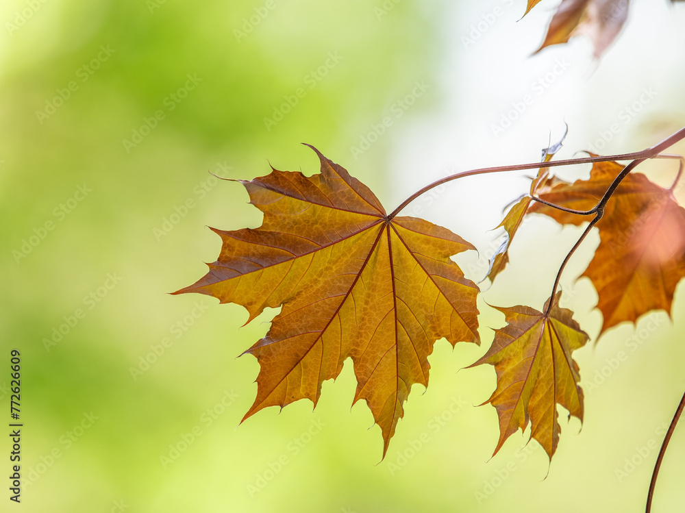 Tree branch with dark red leaves, Acer platanoides, the Norway maple Crimson King. Red Maple acutifoliate Crimson King, young plant with green background. Tree branch with dark red leaves, Acer platanoides, the Norway maple Crimson King. Red Maple acutifoliate Crimson King, young plant with green background.