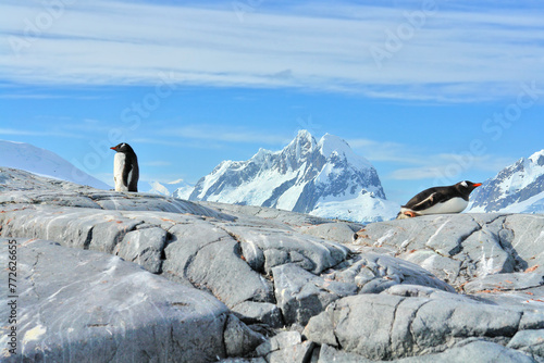 Gentoo penguin in Antarctica against the background of the landscape