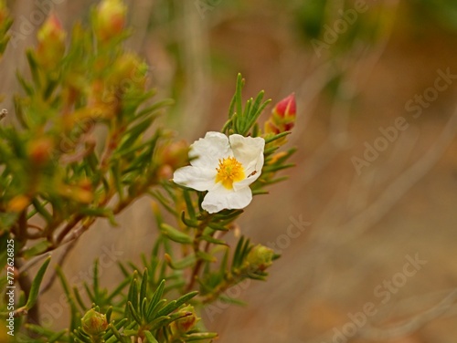 Flowering rockrose, rock rose (Cistus clusii) in spring, Mediterranian cost of Spain photo