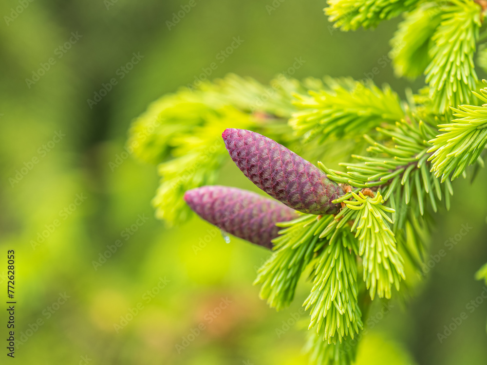 A young female cone of ordinary spruce, it is pink and its scales invitingly open in anticipation of pollen. Young cones of a Blue Spruce. A young female cone of ordinary spruce, it is pink and its scales invitingly open in anticipation of pollen. Young cones of a Blue Spruce.