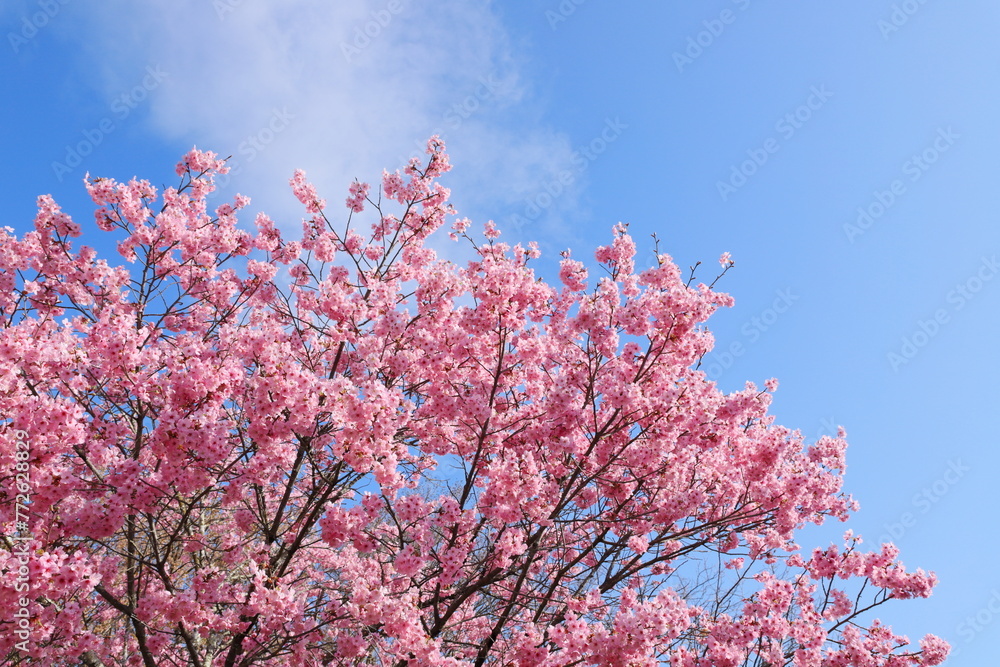 青空に映える満開の陽光桜　青空背景