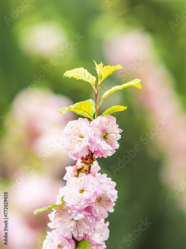 Beautiful Pink Flowers of Prunus triloba, Blossom, pink flowers. Prunus triloba, sometimes called flowering plum or flowering almond, a name shared with Prunus jacquemontii photo