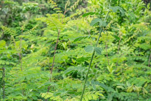 Pu'u Ma'eli'eli Trail, Honolulu Oahu Hawaii.  Senna pendula, also known as Easter Cassia, Christmas Senna, winter Senna, climbing Cassia, golden shower, pendant Senna and valamuerto, photo