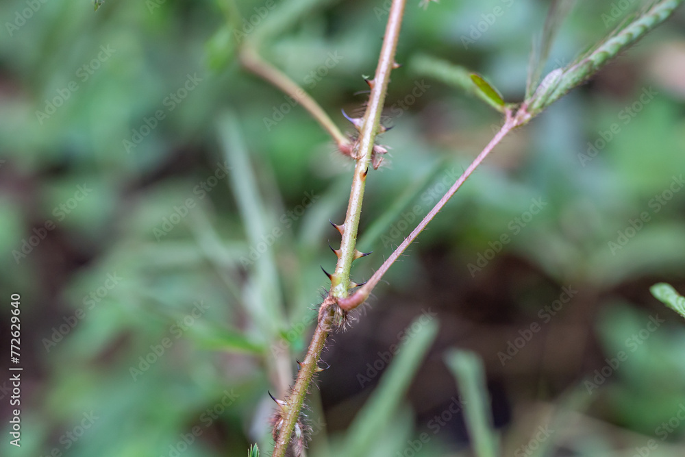 Mimosa pudica, also called sensitive plant, sleepy plant, action plant, touch-me-not, or shameplant) .Pu'u Ma'eli'eli Trail, Honolulu Oahu Hawaii.