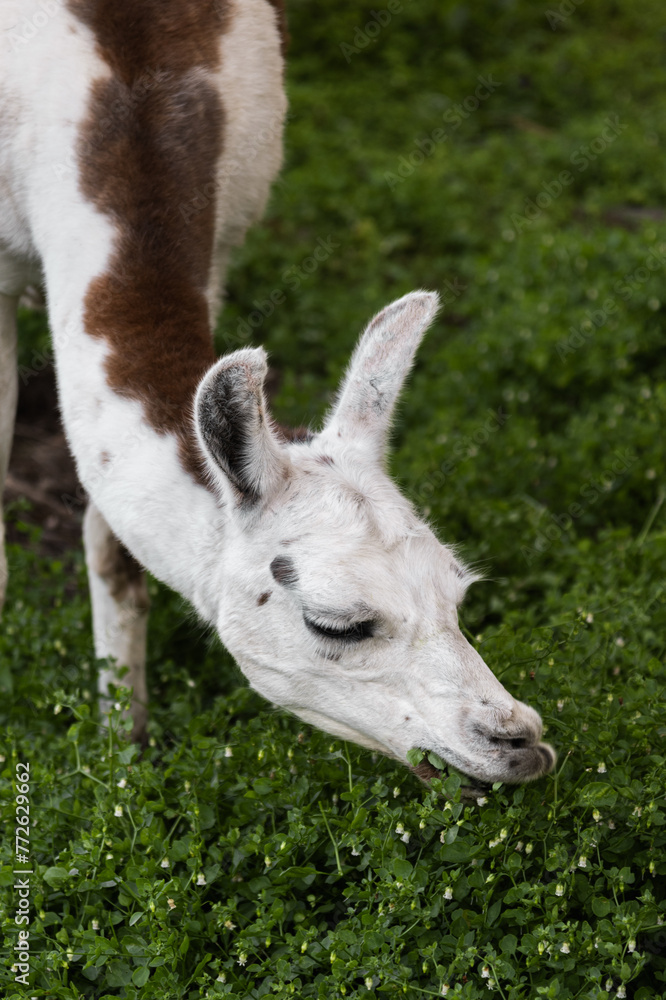 closeup of llama eating calmly closeup of llama eating calmly