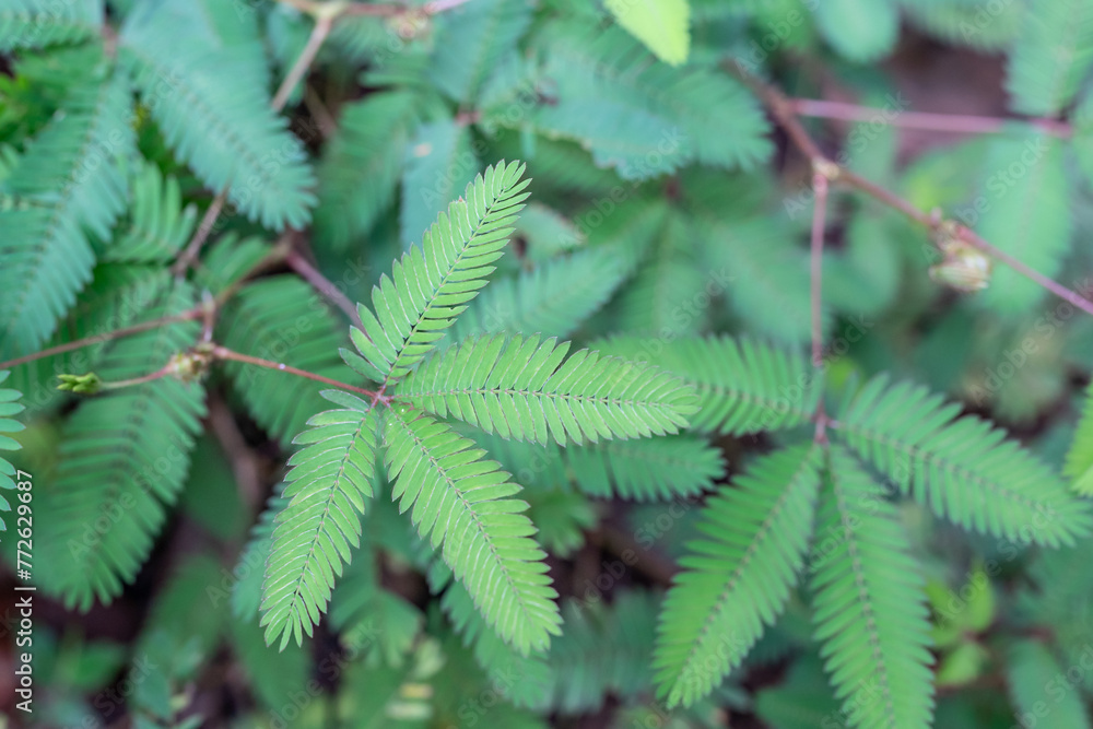 Mimosa pudica, also called sensitive plant, sleepy plant, action plant, touch-me-not, or shameplant) .Pu'u Ma'eli'eli Trail, Honolulu Oahu Hawaii. Mimosa pudica, also called sensitive plant, sleepy plant, action plant, touch-me-not, or shameplant) .Pu'u Ma'eli'eli Trail, Honolulu Oahu Hawaii.