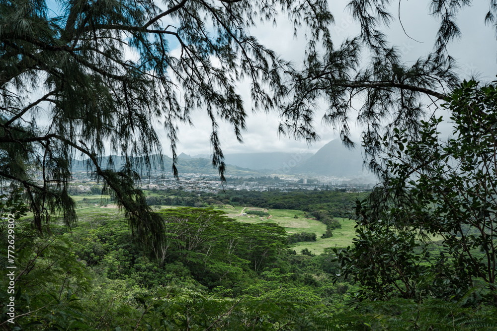 Kaneohe, Pu'u Ma'eli'eli Trail, Honolulu Oahu Hawaii. Casuarina equisetifolia 