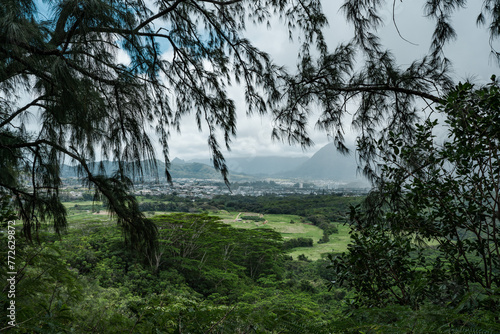 Kaneohe, Pu'u Ma'eli'eli Trail, Honolulu Oahu Hawaii. Casuarina equisetifolia  © youli zhao