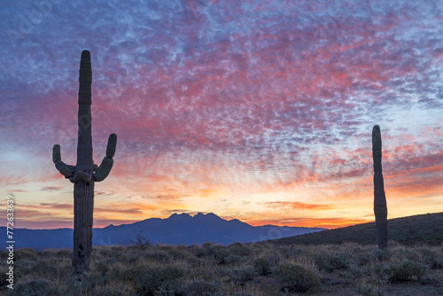 Sunrise Landscape With Cactus In The Tonto National Forest Near Mesa AZ