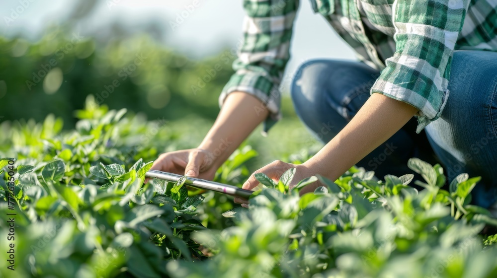 A woman is kneeling in a field of green plants, looking at a tablet. She is likely checking the health of the plants or taking notes on their growth. Concept of diligence and focus on the task at hand A woman is kneeling in a field of green plants, looking at a tablet. She is likely checking the health of the plants or taking notes on their growth. Concept of diligence and focus on the task at hand