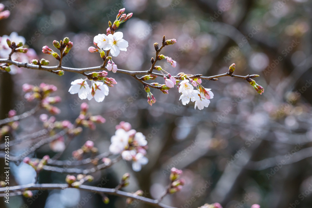 咲き始めの桜の花 ソメイヨシノ 咲き始めの桜の花 ソメイヨシノ