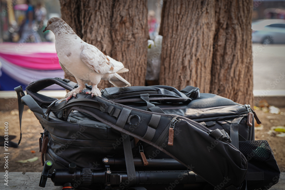 pigeon life on street at city wall chiangmai the phae gate with people