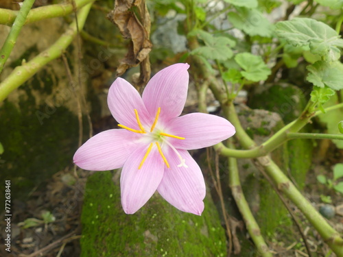 pink zephyranthes rain lily HD closeup stock photo