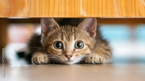 A timid Shorthair kitten cautiously peeking out from under a table, solid color background, real photo, stock photography generative ai