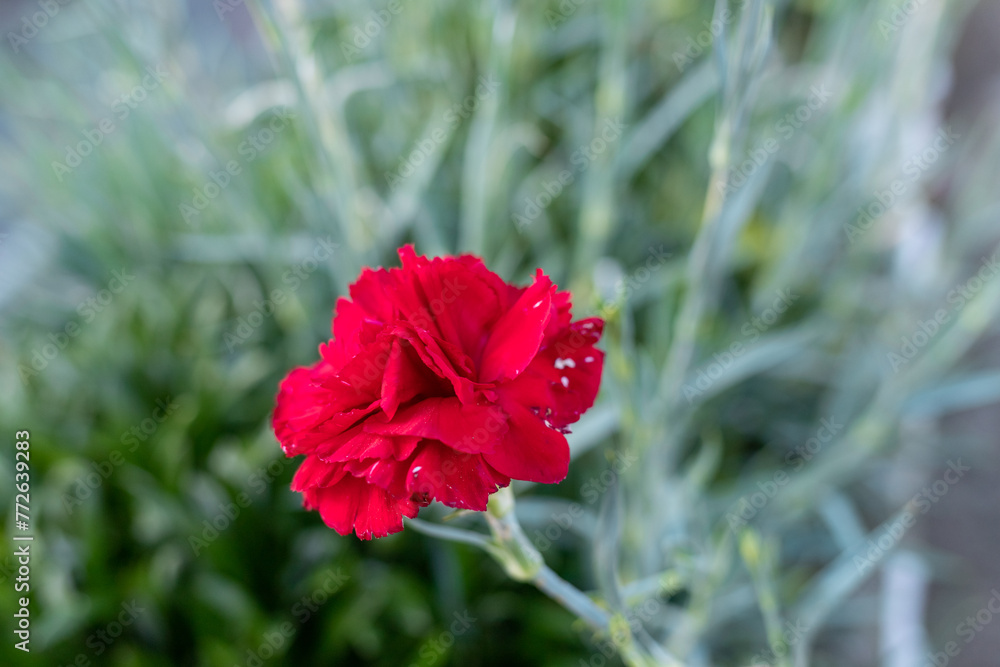 Cravo vermelho que simboliza os 50 anos do 25 de Abril e o fim da ditadura Cravo vermelho que simboliza os 50 anos do 25 de Abril e o fim da ditadura