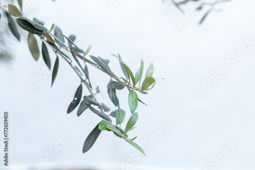 Folhas de oliveira na árvore com fundo branco photo