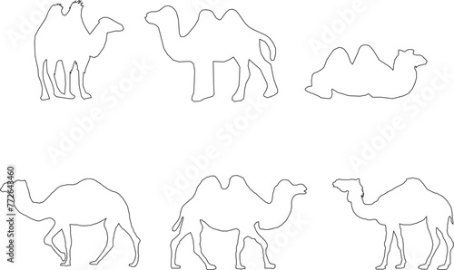 Adobe Illustrator Artwork camel desert animal vector design sketch illustration with hump