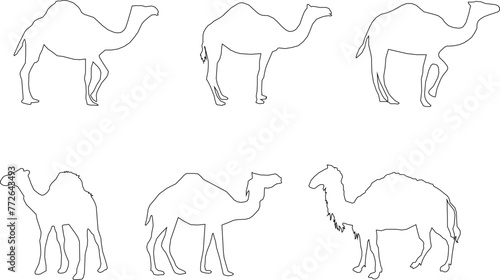 Adobe Illustrator Artwork camel desert animal vector design sketch illustration with hump